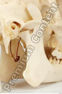 Skull Deer 0063